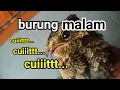 Download Lagu Burung misteri dimalam hari suara cuit.. cuit..
