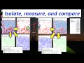 Comparing color intensities between brightfield images in ImageJ FIJI 2023
