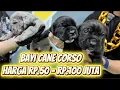 Lagu Bayi Cane Corso Harga Rp.50 Juta - Rp.100 Juta -  Genji Glory