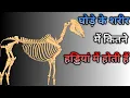 How many bones does a horse have Mr X Facts