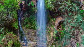 عليا الحسن حبنا ضاع 