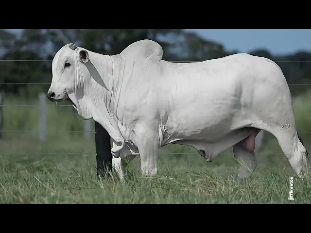 Garrote Nelore GLMP - 1738