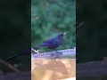 Download Lagu Burung Blue Whistling Thrush