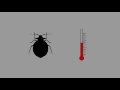 Bed Bug Heat Treatment and Chemical Control