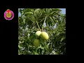 scientific classification of mango scientific properties of scientific name