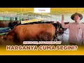 Download Lagu UPDATE HARGA SAPI QURBAN KELAS MEDIUM ‼️Siap Qurban 2025 ‼️Nusa Sentosa Farm