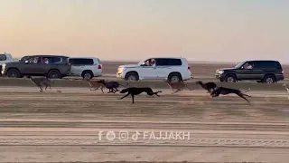 بطولة مرمي التنشيطية 2024م شوط الاناث 🇶🇦