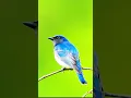 Download Lagu Panggilan Burung Flycatcher Biru-Putih: Lagu, “Tuk” \u0026 Sublagu Terungkap!