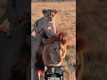 Download Lagu Absolutely Cinema ⭐❤️‍🔥#cinema #wild #safari #movies #shorts