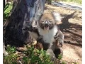 Download Lagu Koala Gets Kicked Out Of Tree and Cries!