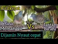 Download Lagu perkutut lokal betina memanggil jantan birahi FULL KEROT dijamin naik birahi dan nyaut gacor.