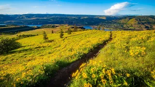 Walking Through a Sea of Wildflowers - Tom McCall Point Trail in Stunning 8K HDR with Real Sounds