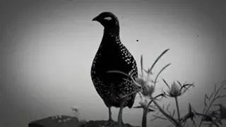 صوت دراج 1111111 