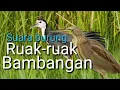 Download Lagu Suara burung Ruak-ruak campuran Bambangan coklat cocok untuk suara pikat.