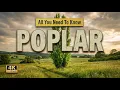 Poplar Tree All You Need To Know About