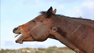                                      دندنها