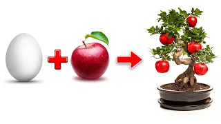 Apple Egg - Growing apple trees from apple seeds with eggs easy and fast