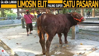 Download Gak Ada Lawan !! Sapi Bakalan Limosin Elit Satu Satunya Paling Super Satu Pasaran !! MP3