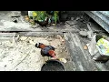 Ayam patuk