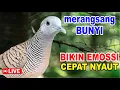 Download Lagu Perkutut LOKAL gacor, suara unik cepat memancing bunyi