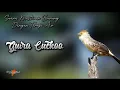 Download Lagu Suara Masteran Burung Guira Cuckoo Jernih Tembakan Tajam dengan Gemercik Air