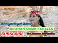 Download Lagu Karungut Dayak Kalteng  \