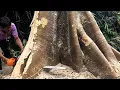 Lagu Felling two Ivory Mahogany tree trunk, first tree are easy, second one have to pulling back.