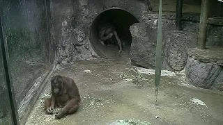 Zoo Cameras Captured Things No One Can Explain - Part 2
