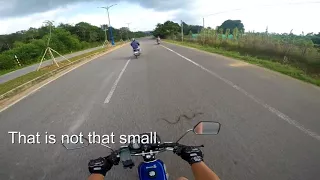 Snake on the road, Phu Quoc, Vietnam