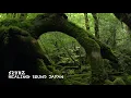 【神が住む 屋久島】再生するだけで家がパワースポットになり、邪気が払われ、驚くほど運氣が上がり、お金も心も人間関係でも満たされる人が一人でも増えるよう、祈りを込めて作りました(@0025)
