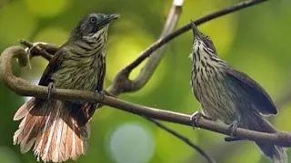 suara pikat burung ciung air loreng ribut gacor