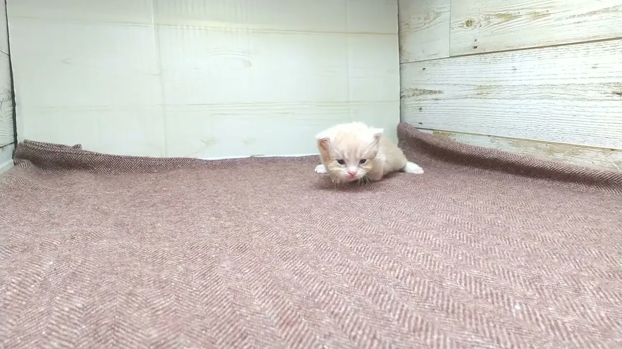 動画
