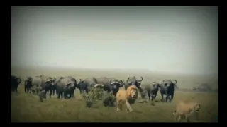 هيبة الاسد و إن عدنا فرقنا جمعكم و شتتنا شملكم كأنكم حمر مستنفرة فر ت من قسورة هيبة الاسد 