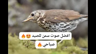 صوت سمن صباحي خارق اكسبلور اشتراك اشتراك بالقناة اكسبلور 