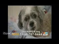 ASPCA TV Commercial For If Animals Could Speak