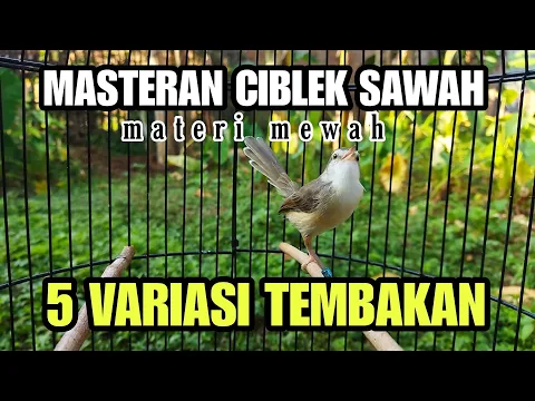 Download MP3 5 VARIASI SUARA CIBLEK SAWAH GACOR || COCOK BUAT MASTERAN