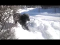 Dog Shovels Snow