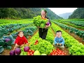 Lagu Fresh vegetable harvesting process: How to harvest lettuce, cabbage \u0026 tomatoes to sell at the market