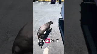 #Fyp #dream #YouTube #doberman #pets