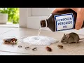How To Use Hydrogen Peroxide To Kill Roaches Bedbugs Ants Fleas Mice 15 Different Pests