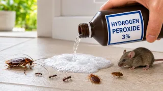 How To Use Hydrogen Peroxide To Kill Roaches Bedbugs Ants Fleas Mice 15 Different Pests