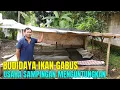 Download Lagu Sukses Pembenihan Ikan Gabus Sebagai Usaha Sampingan Yang Menguntungkan