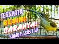 Download Lagu CARA MERAWAT BURUNG PIJANTUNG AGAR BERSIH DAN CEPAT GACOR