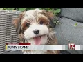 Online puppy scams How to protect yourself against fake online dog breeders