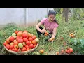 Download Lagu Countryside Vlog: Harvest ripe tomato and make tomato candy with 2 recipes - Ripe tomato cooking MP3