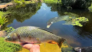 Feeding Giant Carp to the Pond Monsters!