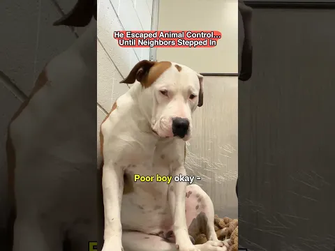 He Escaped Animal Control…Until Neighbors Stepped In