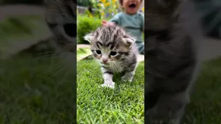 Clumsy Baby Kitten Trying To Walk So Adorable And Funny 