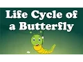 Download Lagu From Caterpillar to Butterfly | #aumsum #kids #science #education #whatif