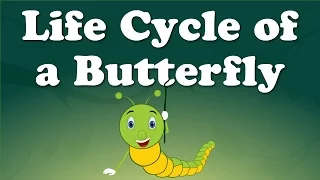 Download From Caterpillar to Butterfly | #aumsum #kids #science #education #whatif MP3